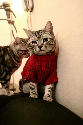 地球另一端的密码,当深圳队逼出米切尔的终极形态