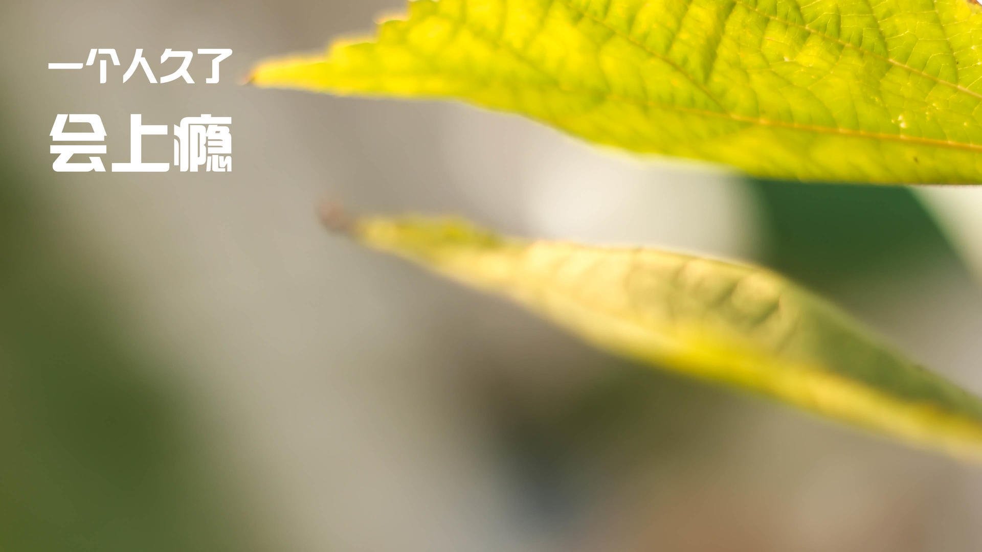 希腊战神降临，奥运周期关键战之夜，字母哥如火山爆发般带动全队节奏