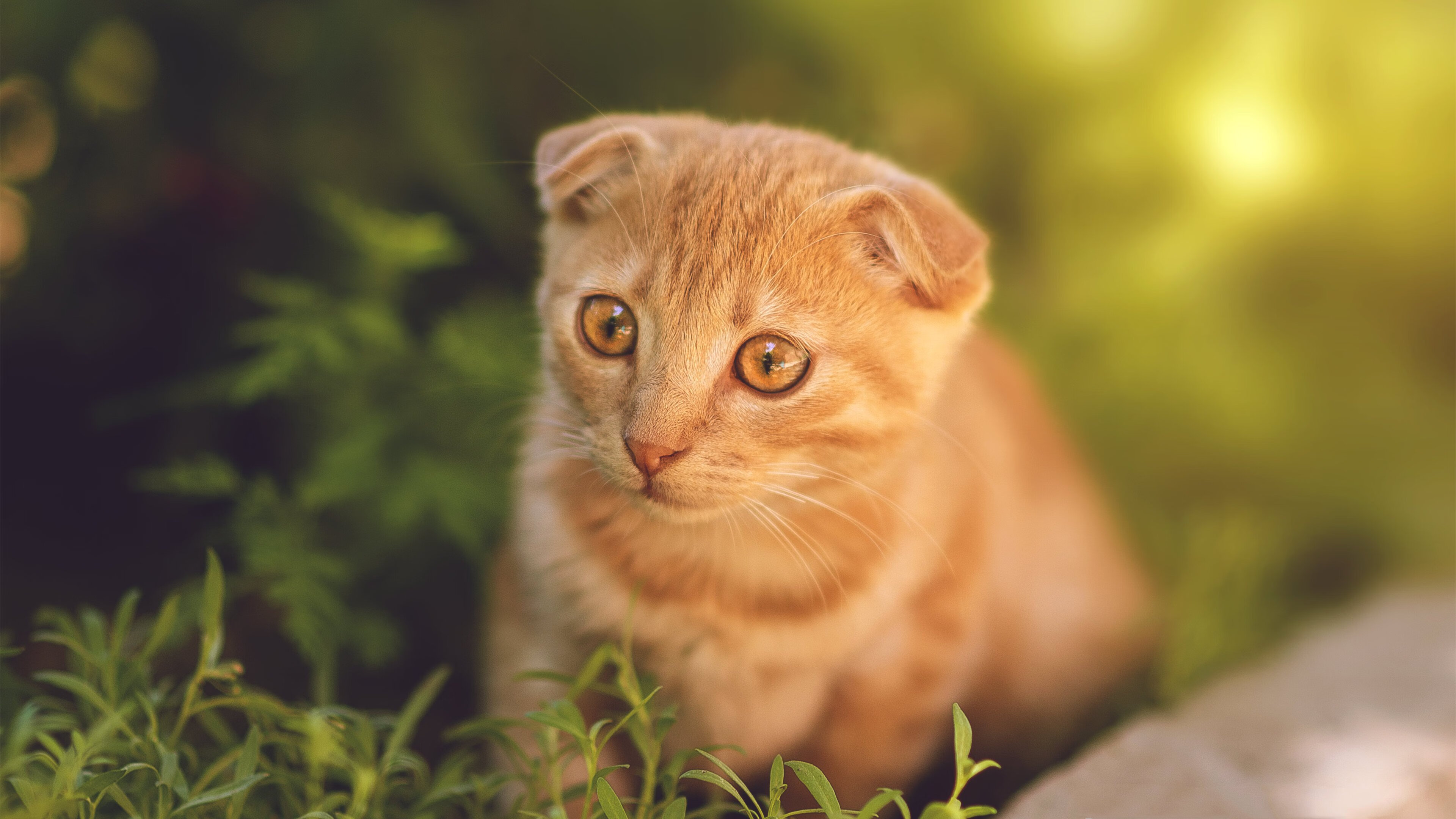 字母哥生涯夜62+23+7仍败北！雷霆加时收割十冠王广东，跨联盟对决引爆全球