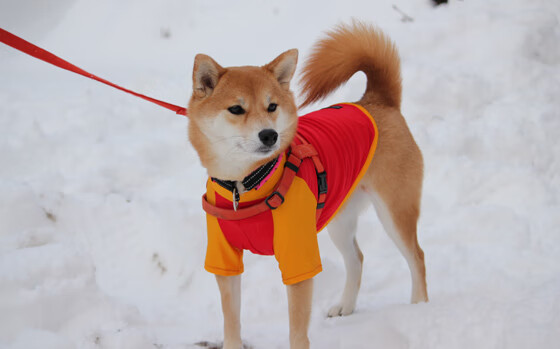 富安健洋化身战术磐石，加拿大提前两轮击碎新西兰出线希望