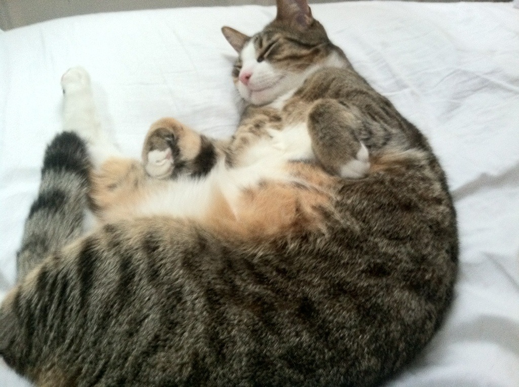 当英超争冠悬念移植CBA，深圳队用钢铁防线锁死新疆队