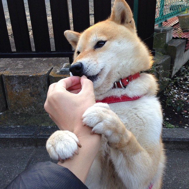 烽火太行,山西队全场狂飙血拼辽宁,福克斯石破天惊成关键先生