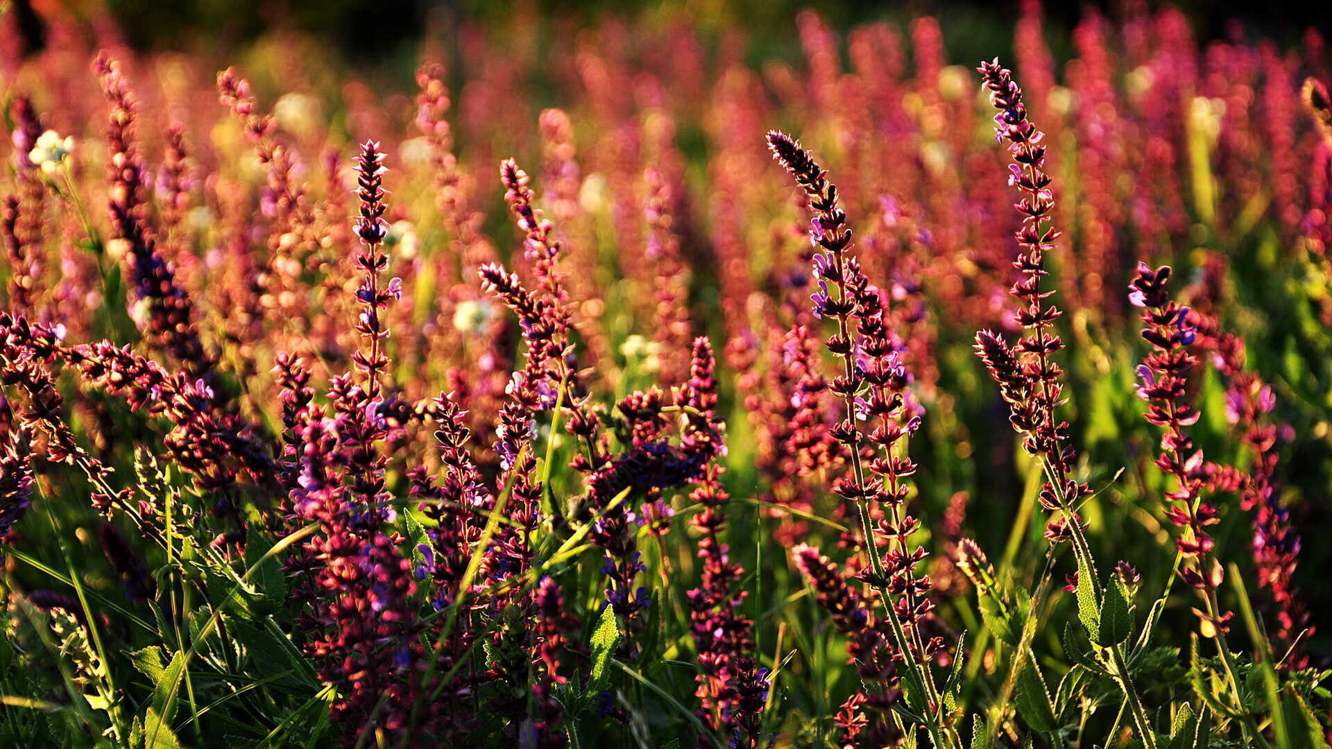 跨界争锋,广东队破壁之战,季后赛抢七力克鹈鹕