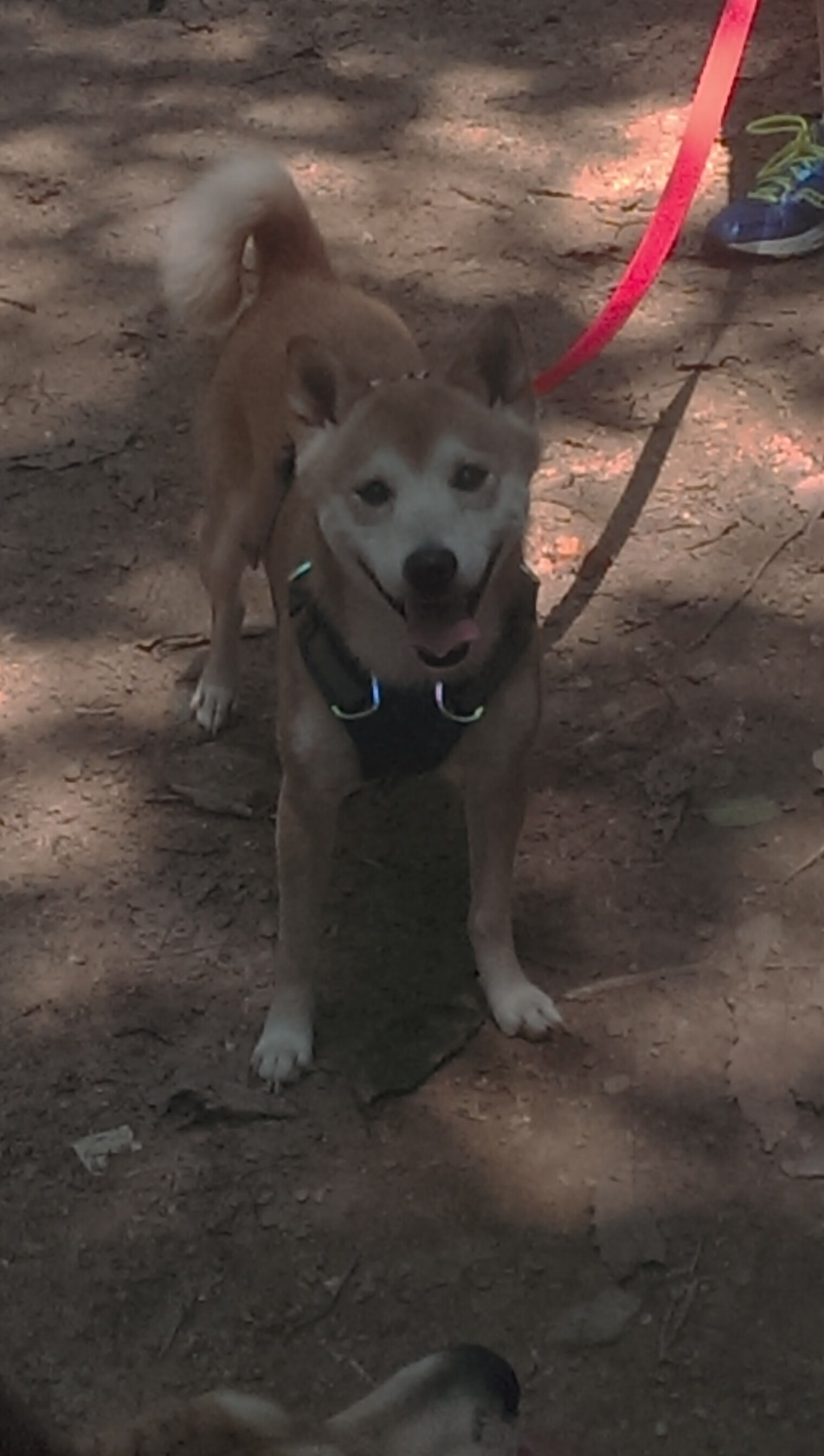 鹰击长空,淘汰火箭之战,拉文打破所有质疑