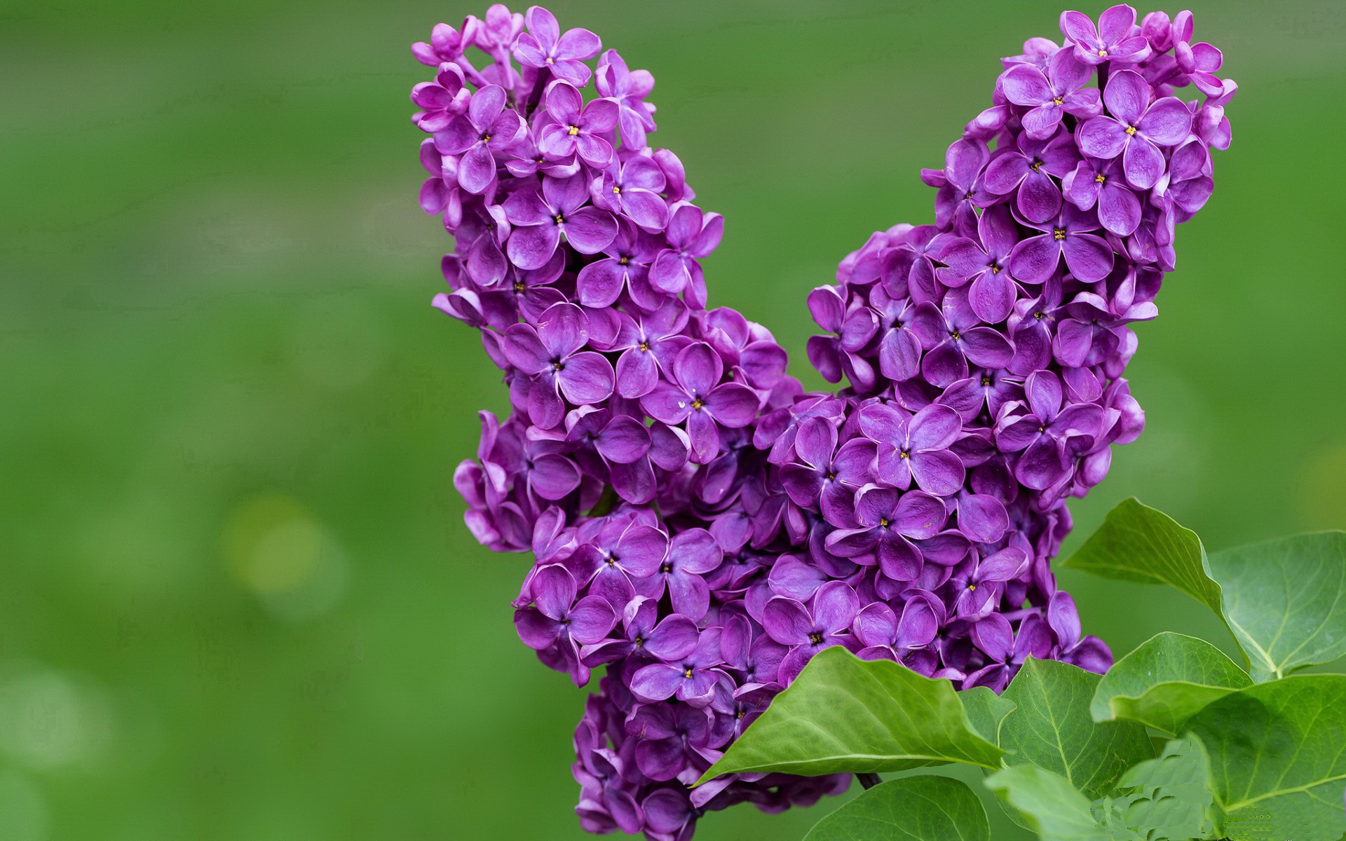 贝恩，那个影子对手如何教湖人速胜雄鹿