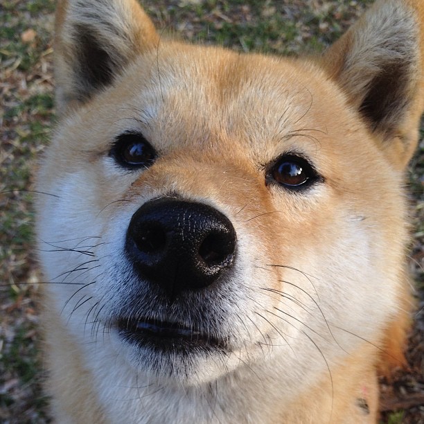 雷霆风暴席卷上海滩！福克斯36分高光表演诠释NBA级碾压