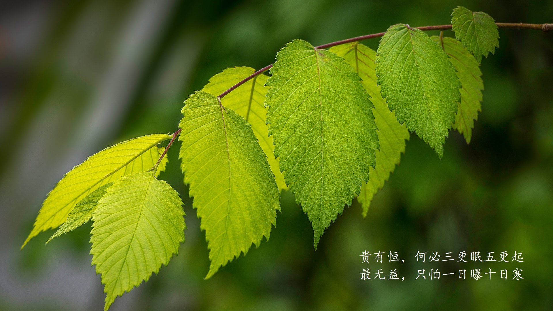 无解的答案，当客人德罗赞在乌鲁木齐主场成为唯一钥匙