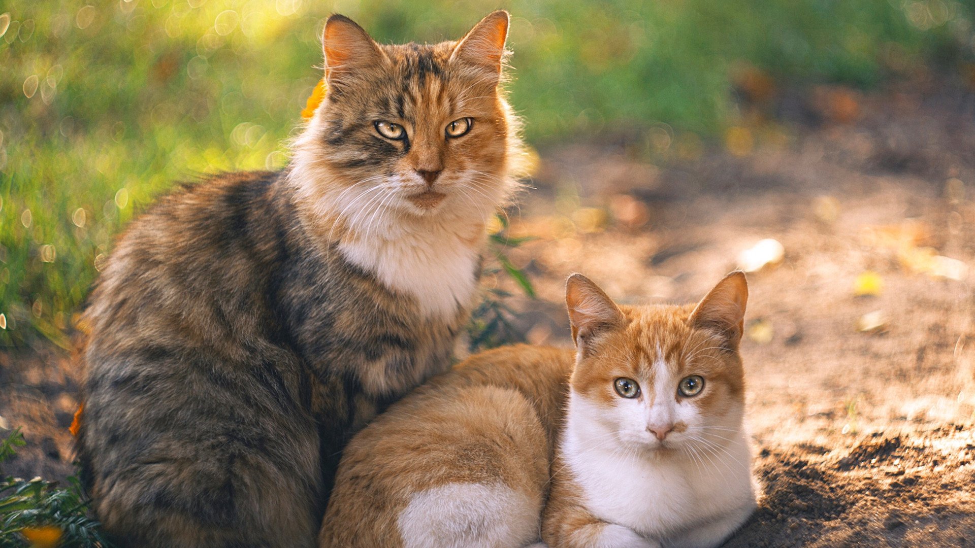 凯恩的利刃与沙漠迷雾，当一个人的战争映照卡塔尔对阵厄瓜多尔的寸土之争