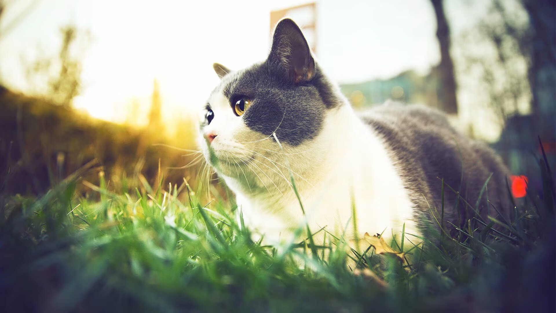 开云体育平台APP-双星闪耀，里昂横扫毕尔巴鄂晋级，阿坎吉国家德比统治赛场