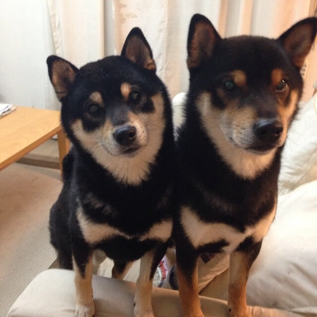 伪命题还是神来之笔？当塞维利亚式高压遇上阿拉巴锁链—一场战术悖论下的防守艺术