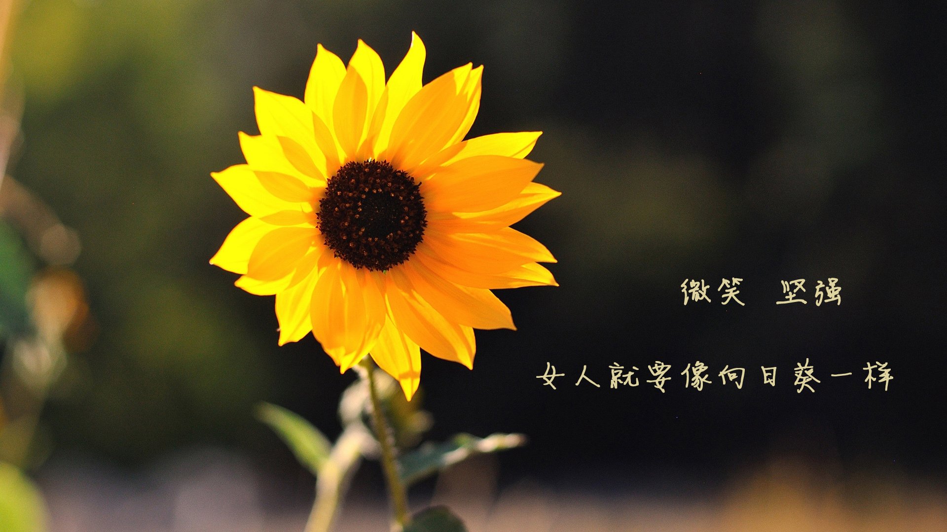 卡塔尔之巅的绝唱,当波兰铁蹄踏碎保加利亚,苏亚雷斯的致命三秒如何淬炼出E组的唯一命运
